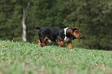 BASSET HOUND 012